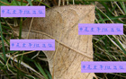 申花隊能否足協(xié)杯勝出？陳晉一、米內(nèi)羅、特謝拉等能否助陣？